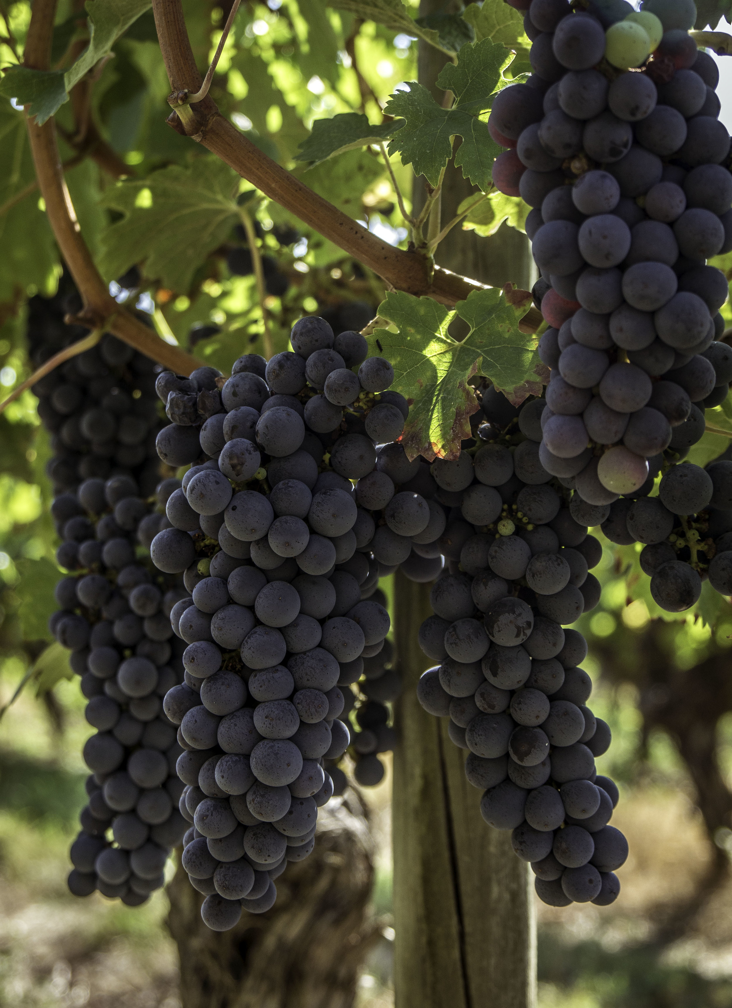 Loire Valley Wines and Vineyards