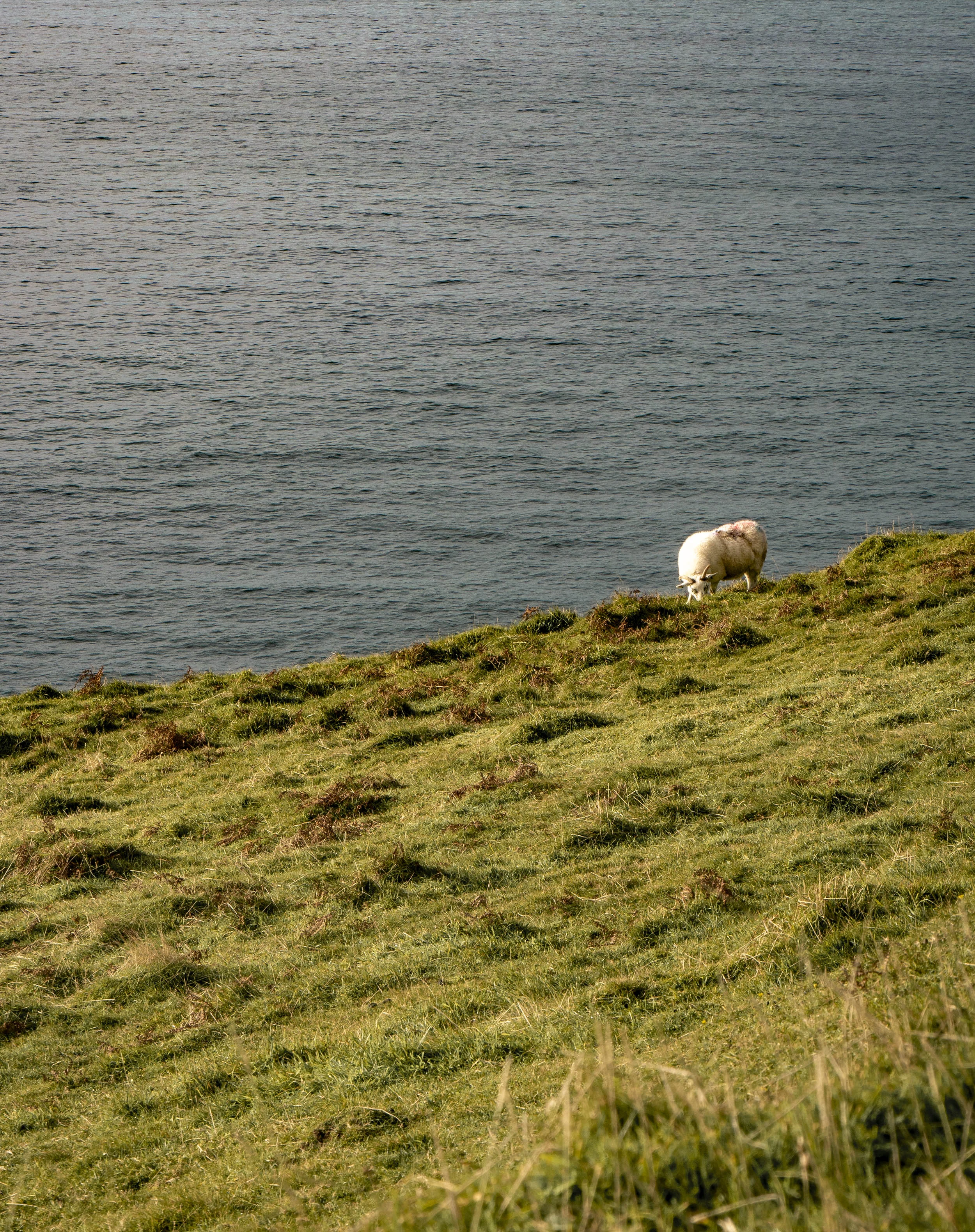 Slea Head Loop Drive and More Things to do in Dingle, Ireland