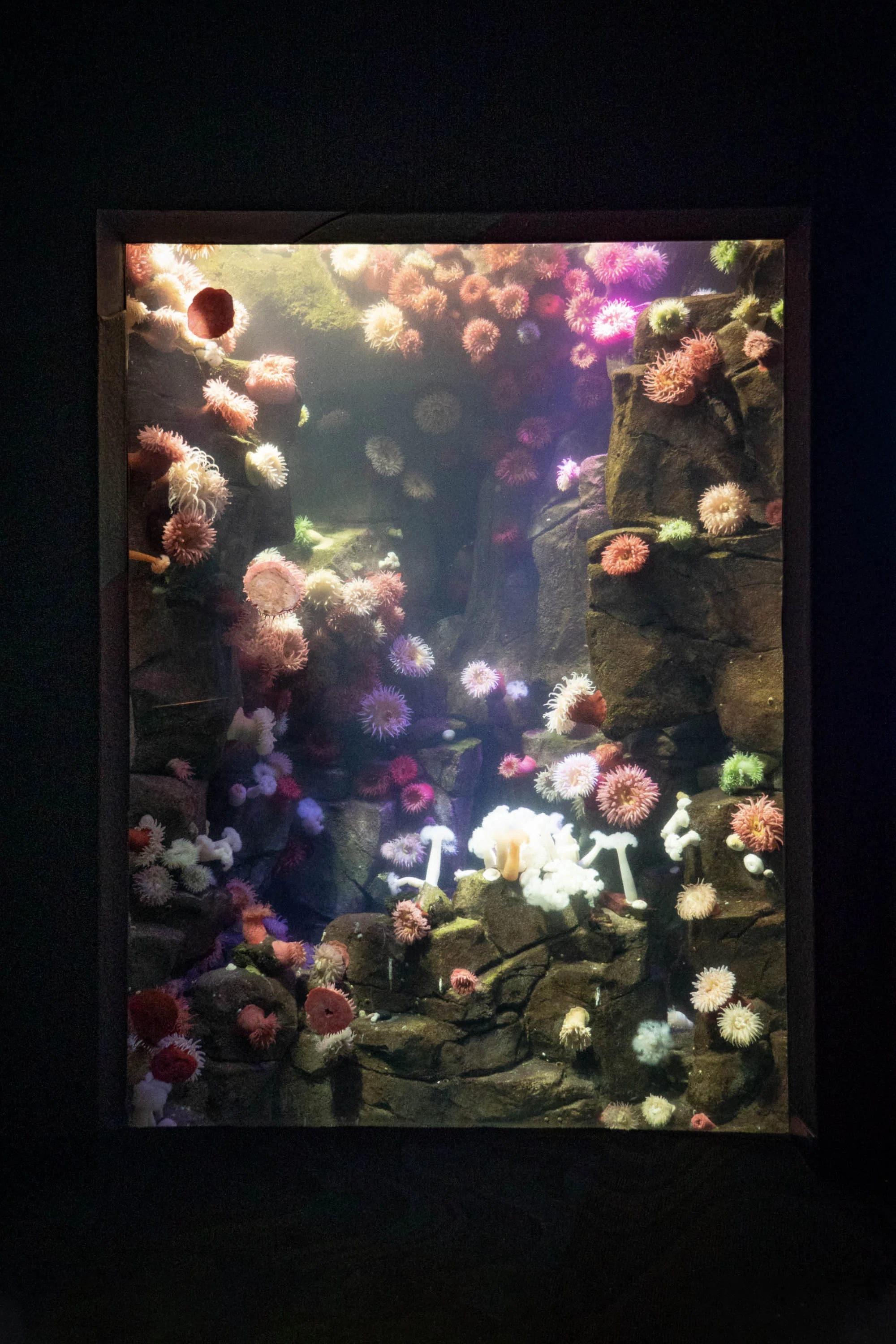 Toronto City Pass - Ripley's Aquarium
