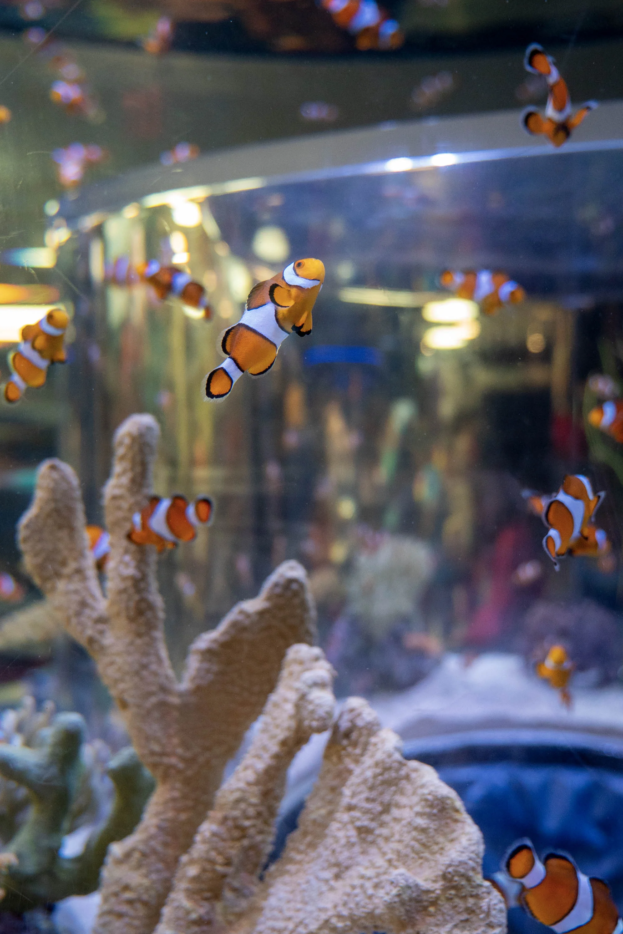Toronto City Pass - Inside Ripley's Aquarium