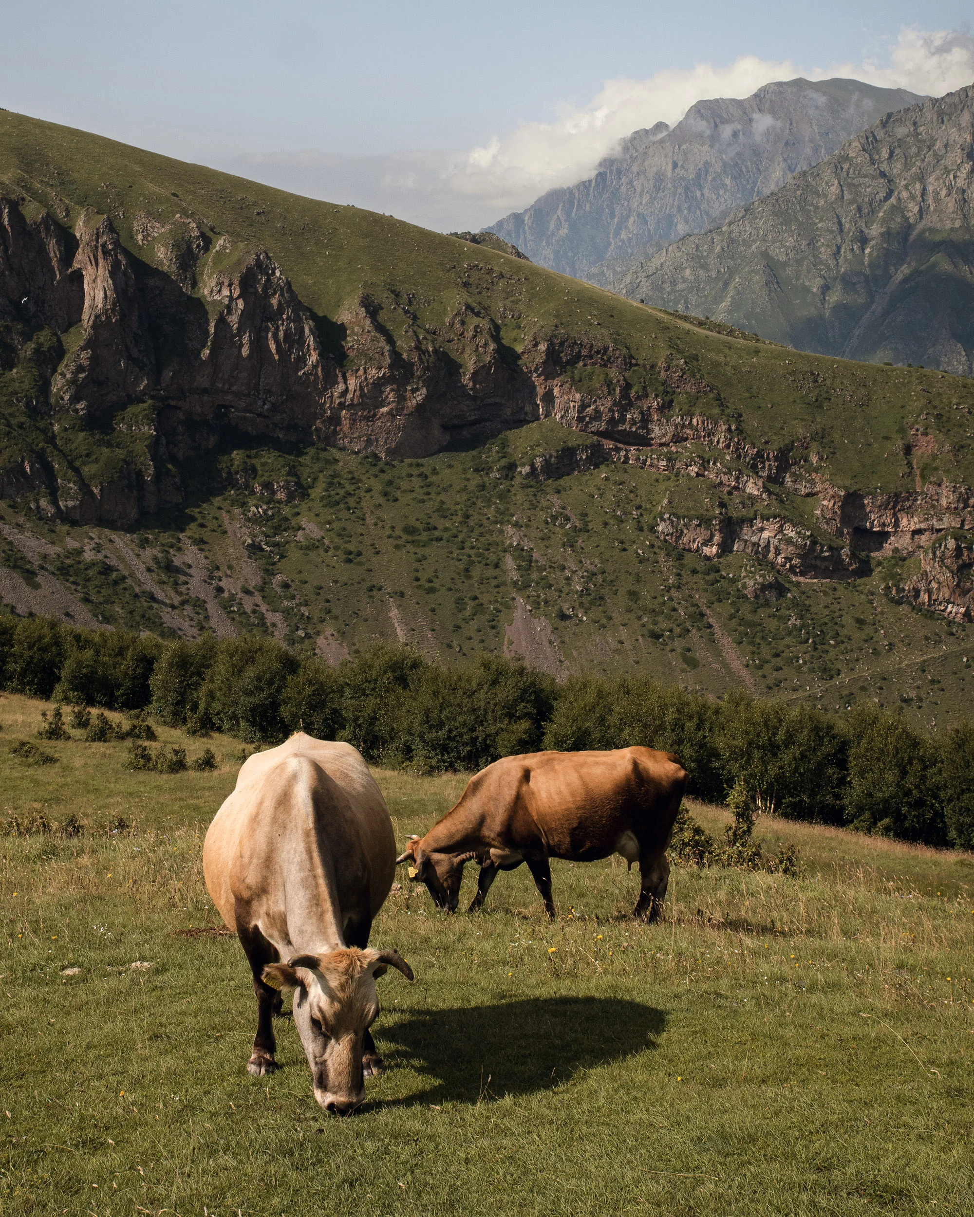 Cows in Kazbegi, Georgia