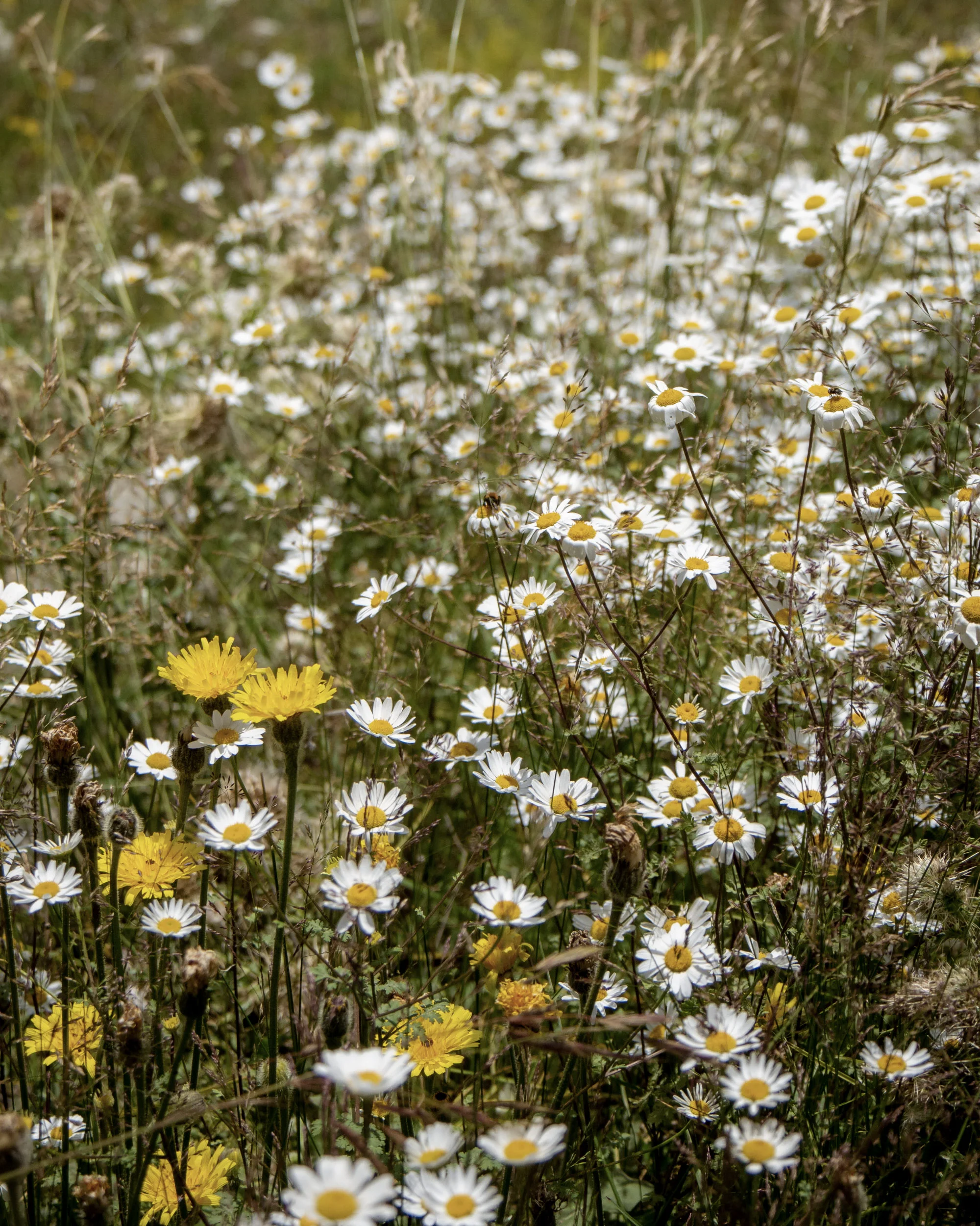 Wildflowers in Kazbegi, Georgia