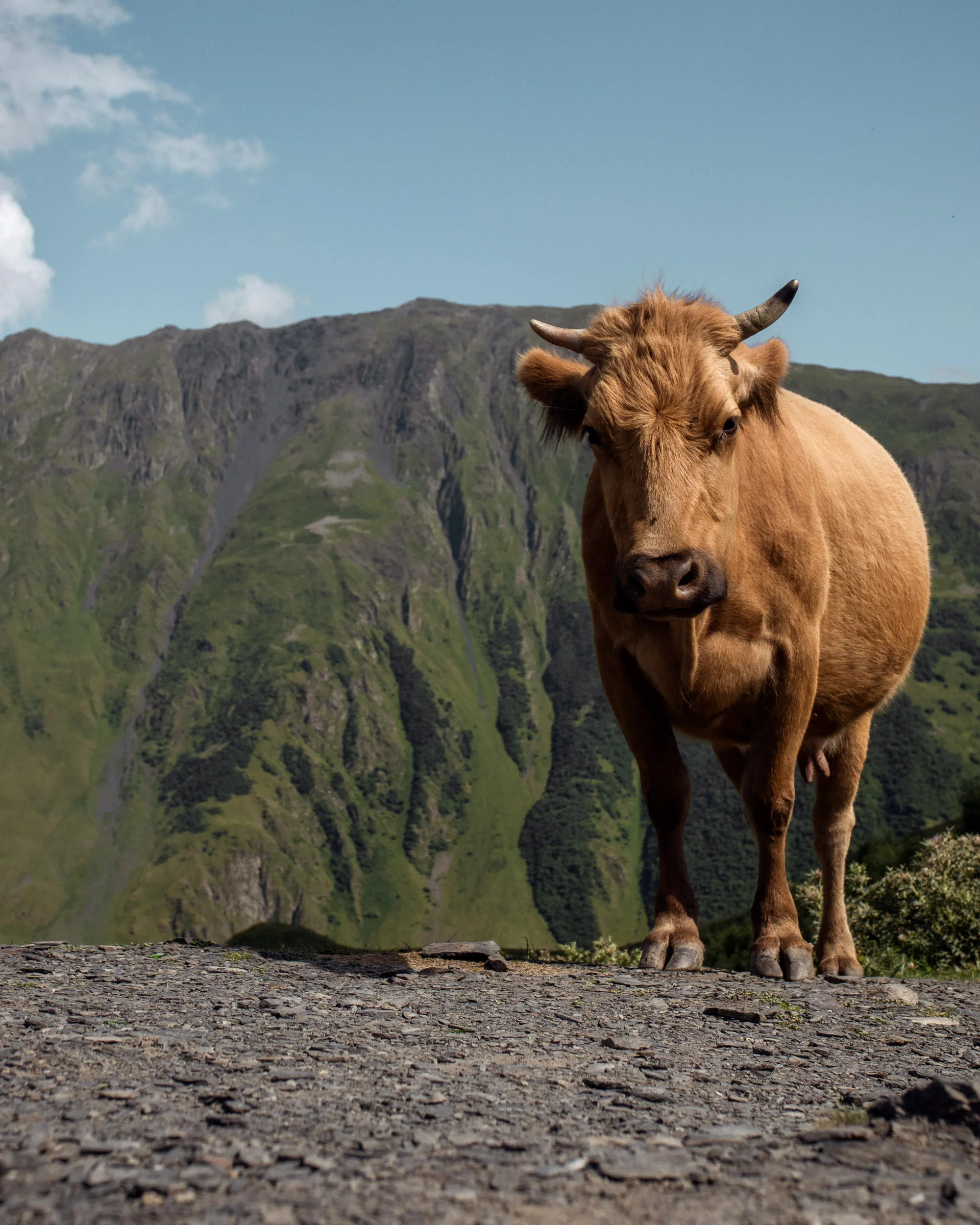 Cow and Mountains in Kazbegi, Georgia
