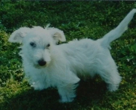 Angus