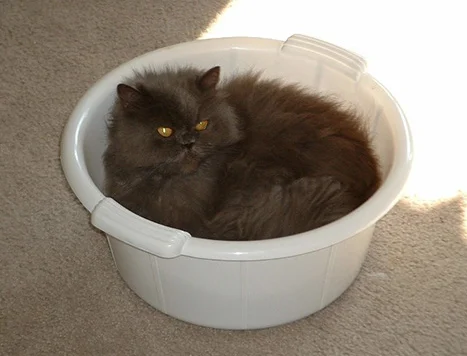 Lacey