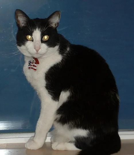 Eddie
