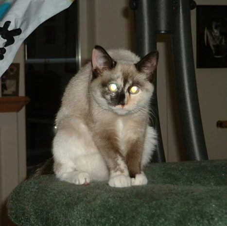Cocoa Bean