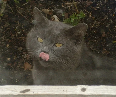 Mooky