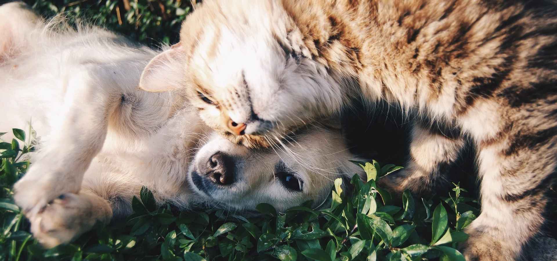 simply-petstuff-five-banner-photo.jpg