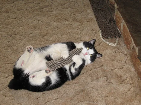 Kujo Kitty