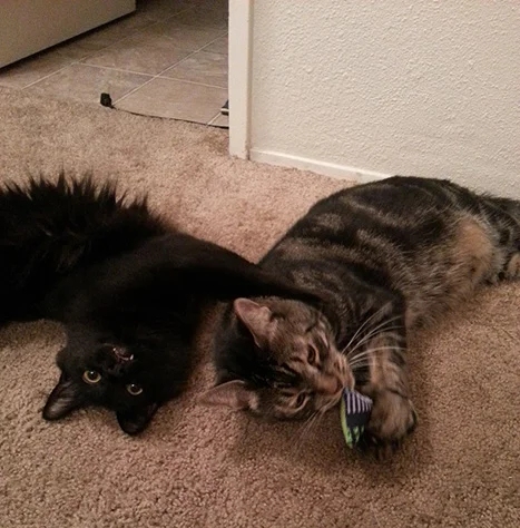 My Happy Cats!
