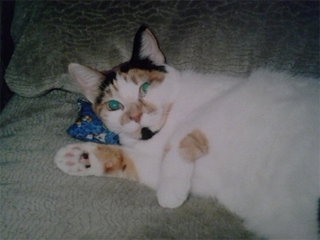 Mickey's Kitty