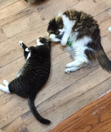 George & Felix