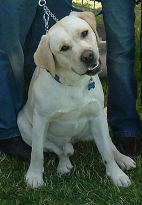 Cooper