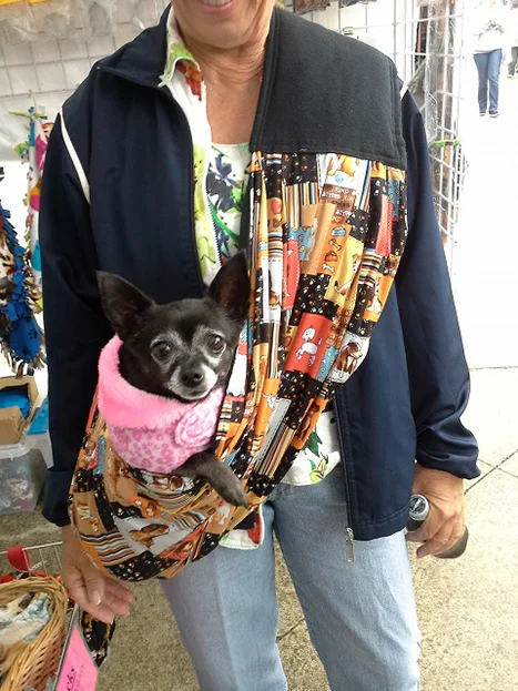 Little Chihuahua