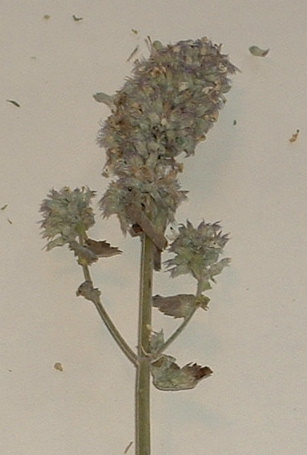 Kat_Weed_Buds_Bouquet.JPG