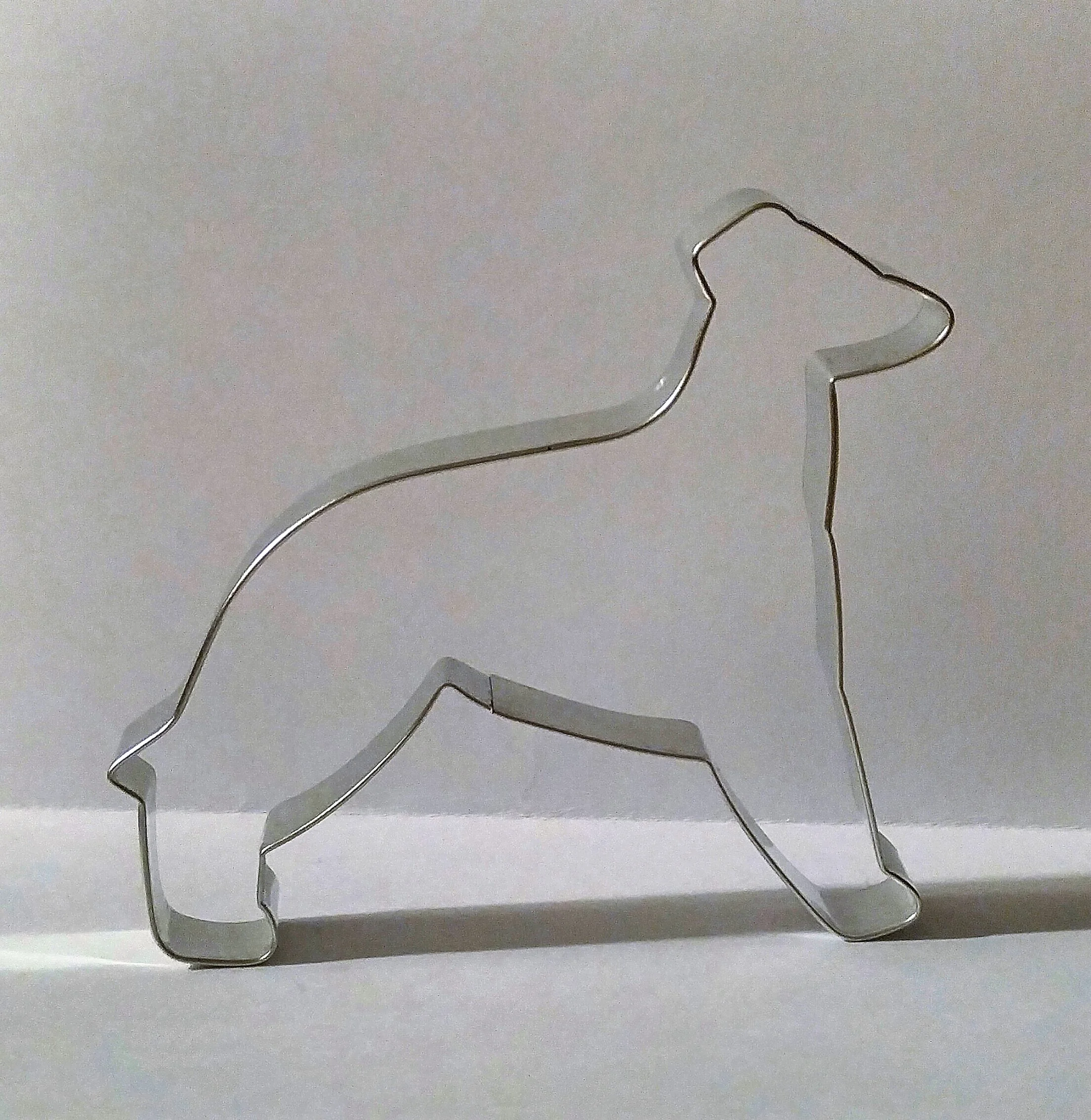 Whippet.jpg