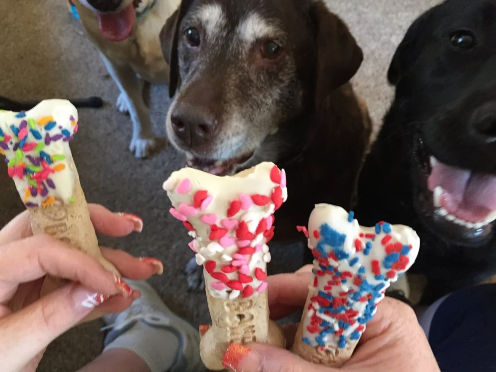 Labrador Trio