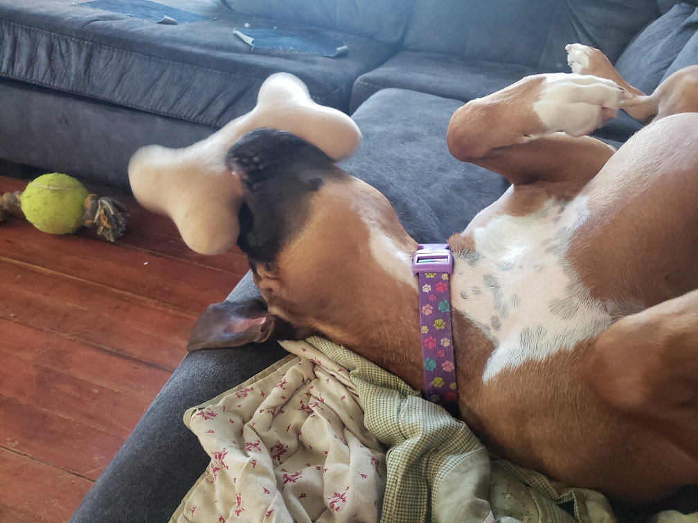 Happy Annabell!