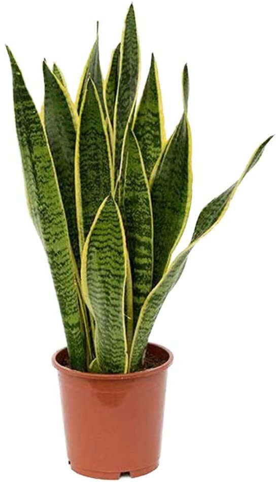 snake plant