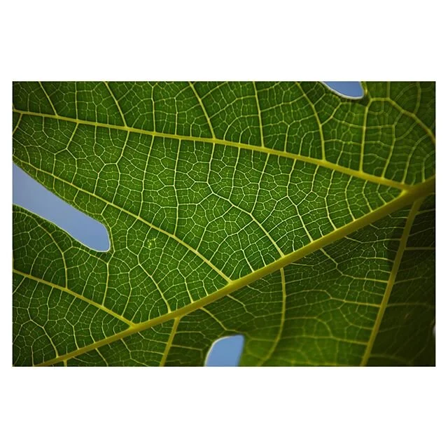 Papaya 
estou, presente, grande presente do universo
jun&ccedil;&atilde;o com amor incondicional, fruto, infinito de felicidade e uni&atilde;o - Unidade vetorial 
na Bahia o valor ferve emo&ccedil;&otilde;es, com meus irm&atilde;os aprendo a ser eu d