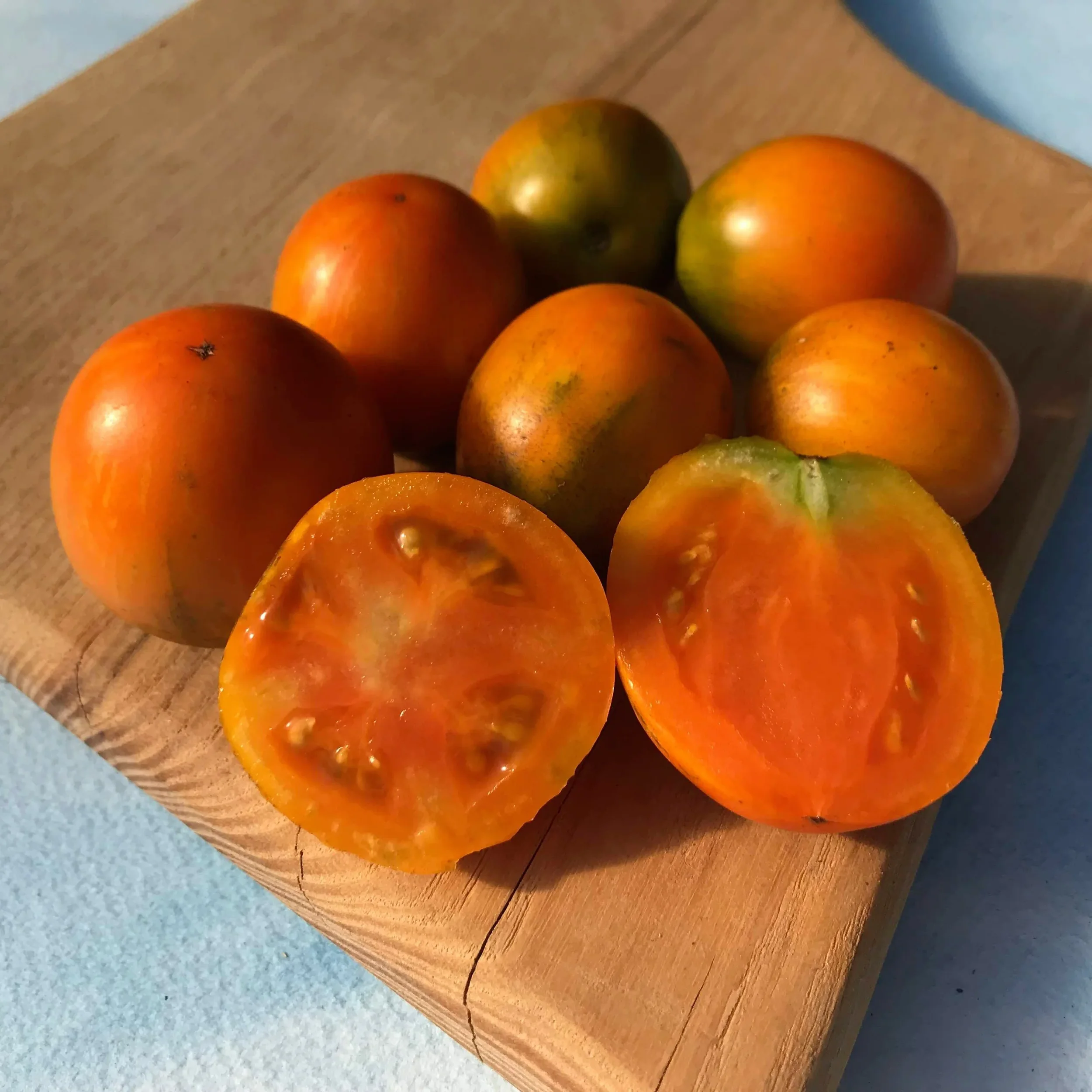 Apricot Zebra - Tomato