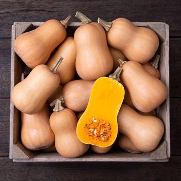 Honeynut Butternut - Winter Squash