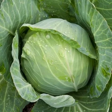Golden Acre - Cabbage