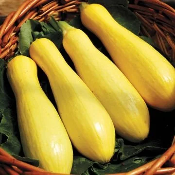 Success PM Straightneck - Summer Squash