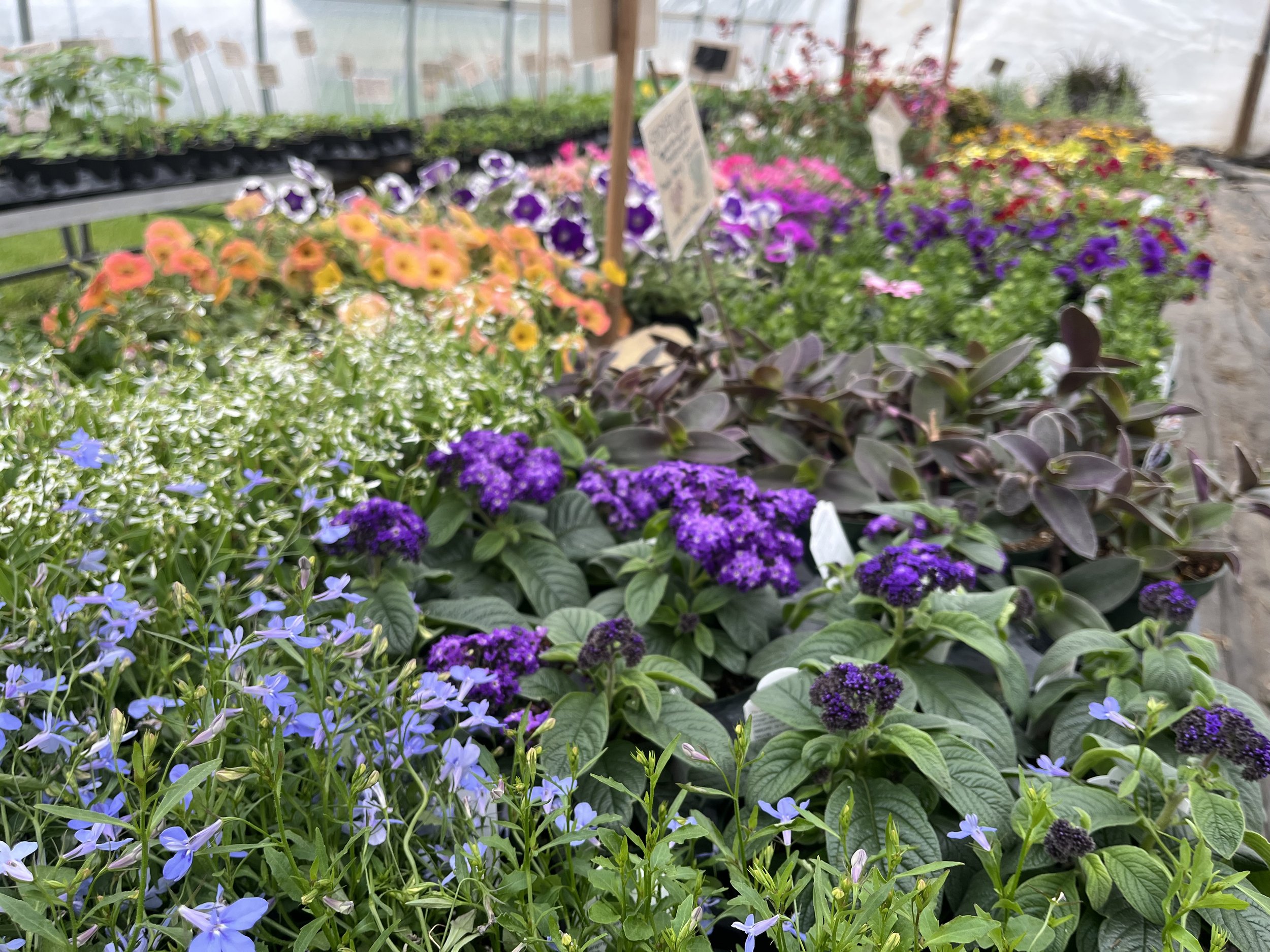 Plant Sale Opening Weekend