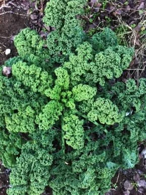 Plant Sale Opening Weekend