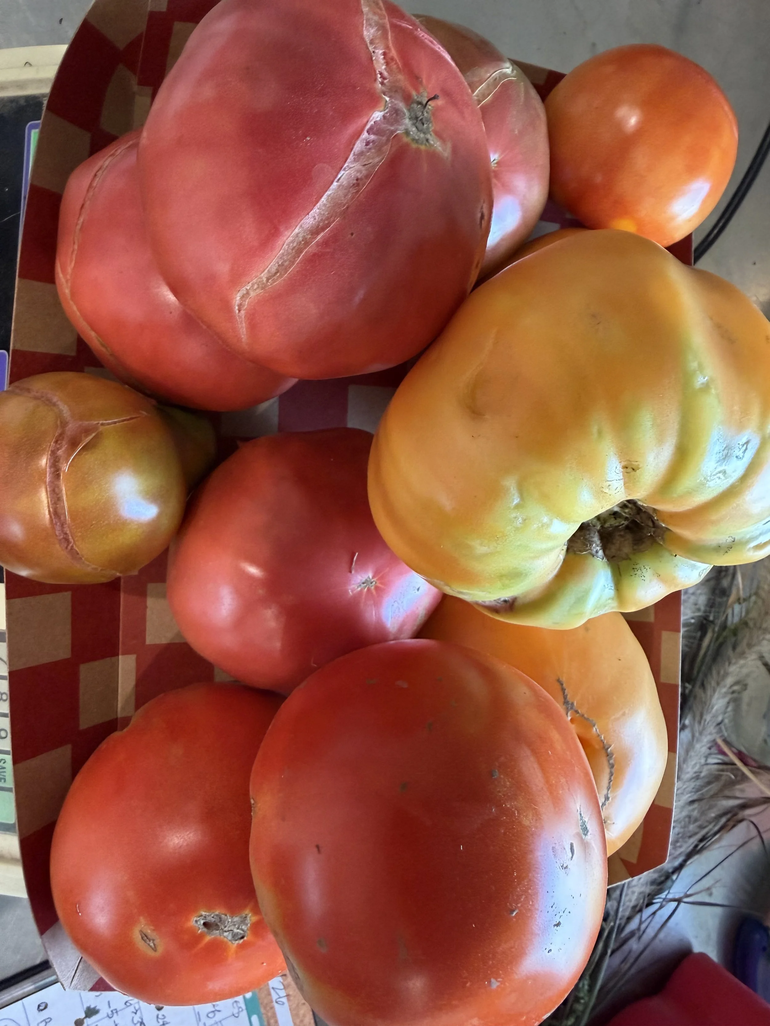 Tomatoes: bulk mix 2nds