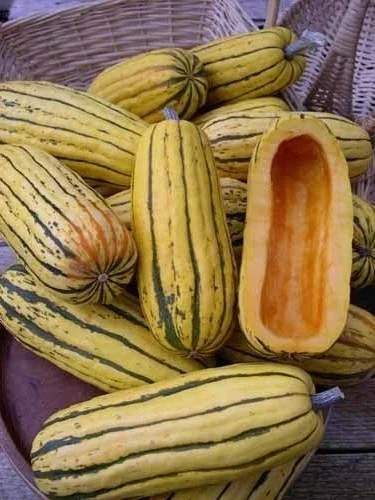 Zeppelin Delicata - Winter Squash