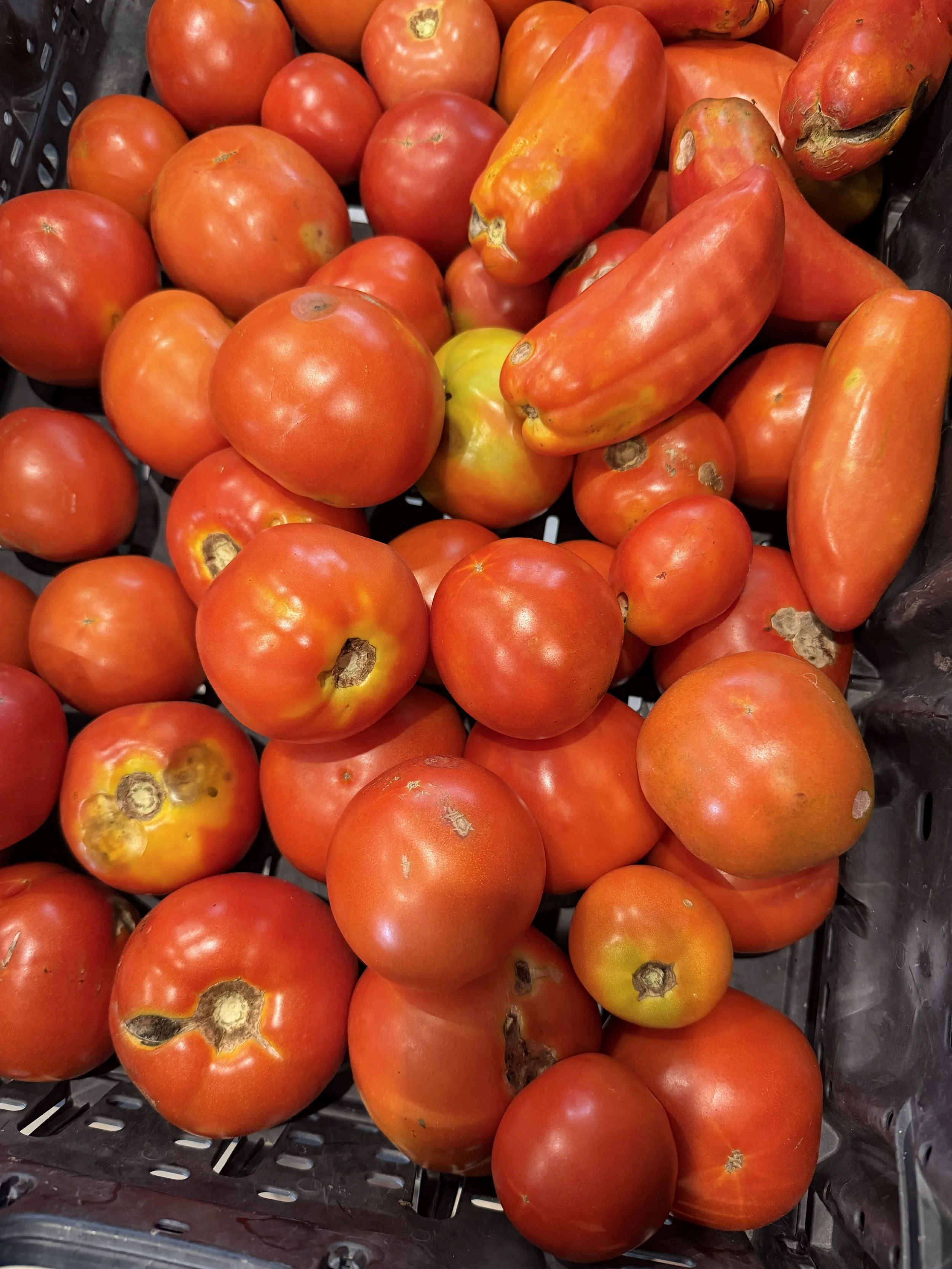 10# mixed Tomatoes: 2nds