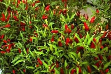 Thai Hot - Pepper