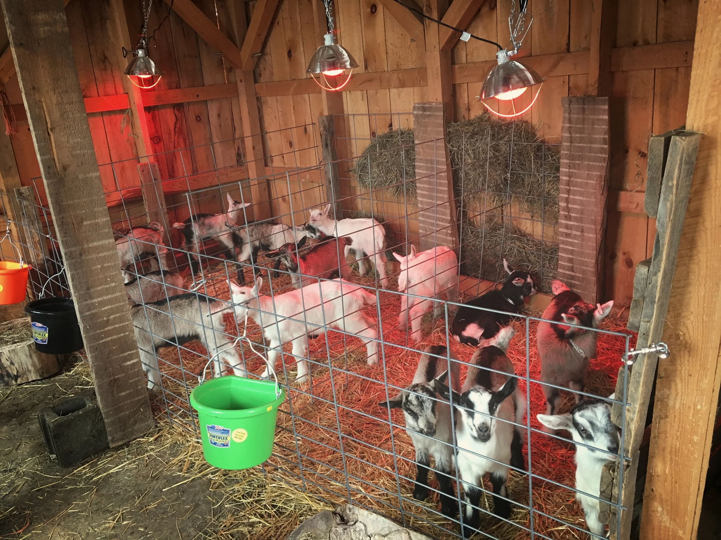 The kids settling in to their new home in the Baby Barn at Moxie Ridge.