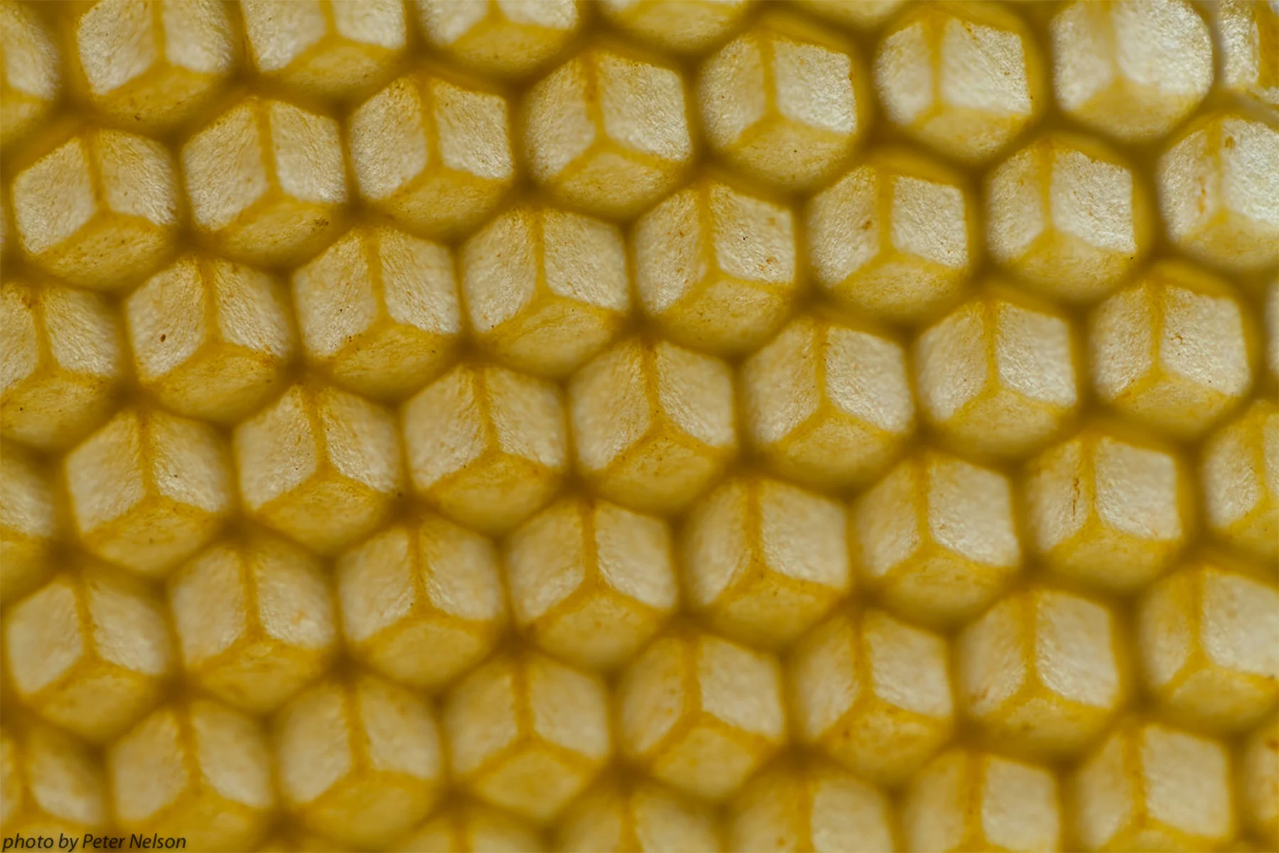 ThePollinators__0006_IMG_8092.jpg