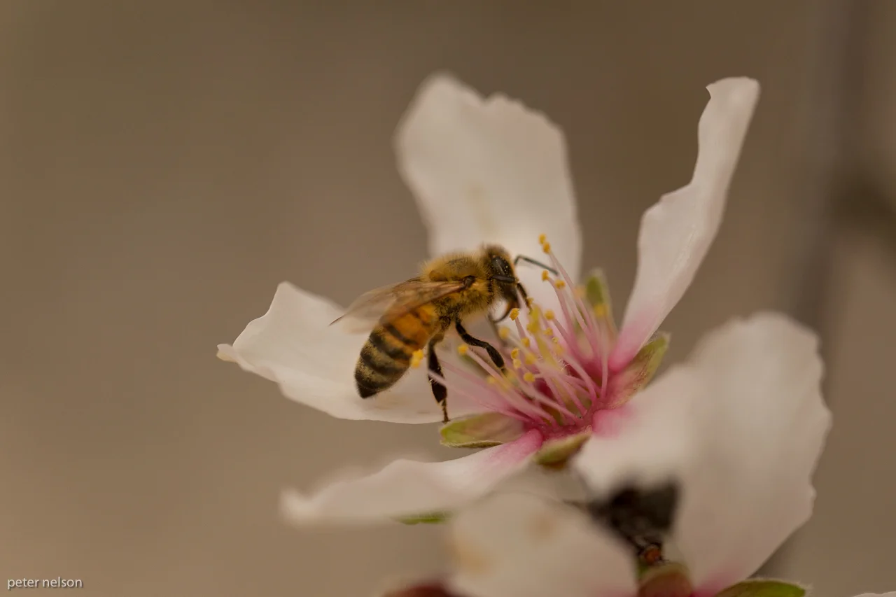 BeeAlmond_GI7A2682.jpg