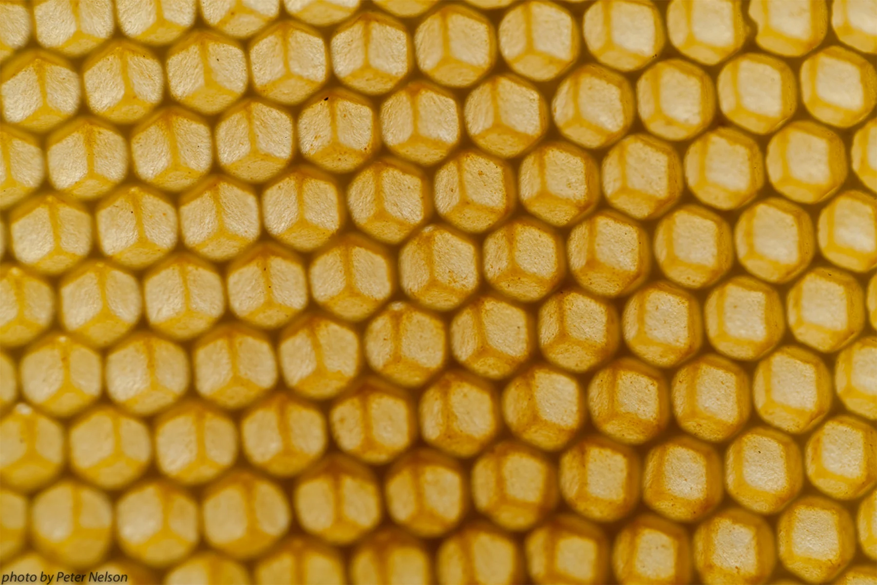 ThePollinators__0007_IMG_8126.jpg