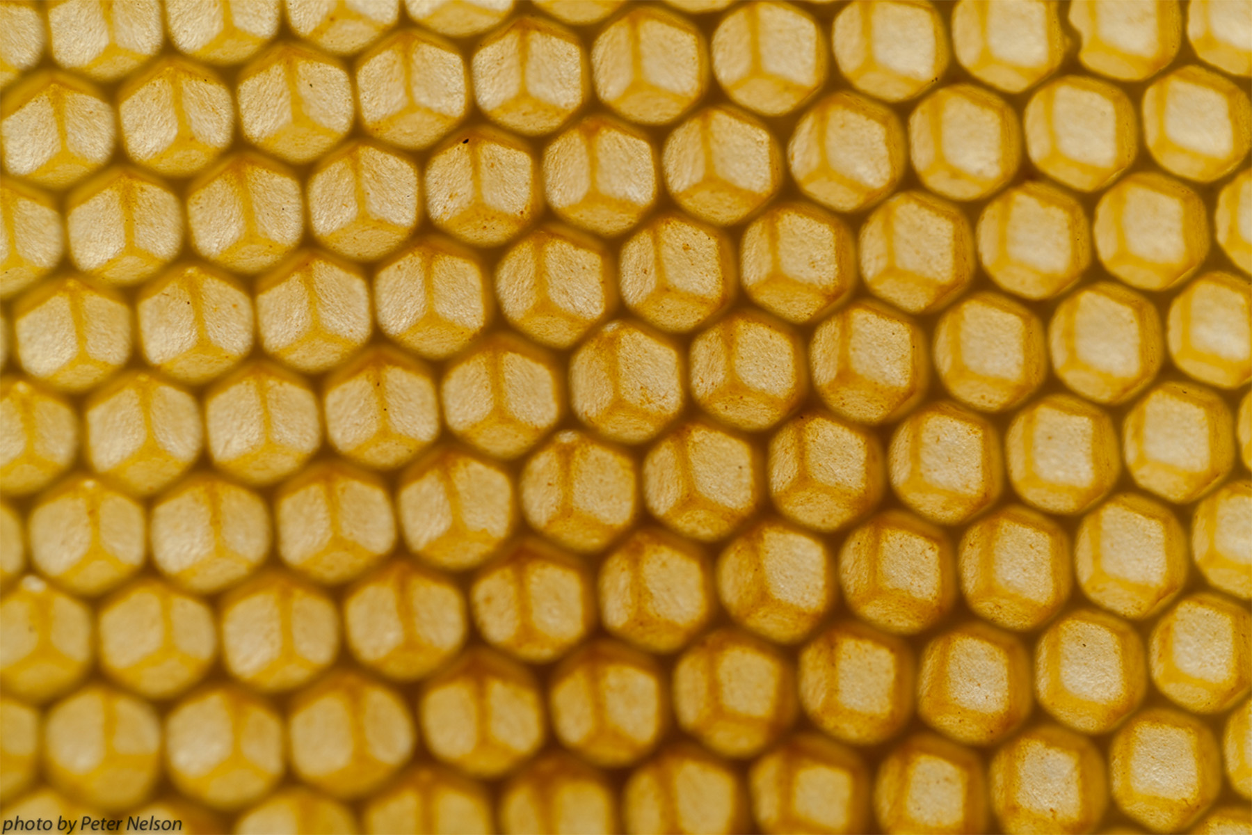 ThePollinators__0007_IMG_8126.jpg