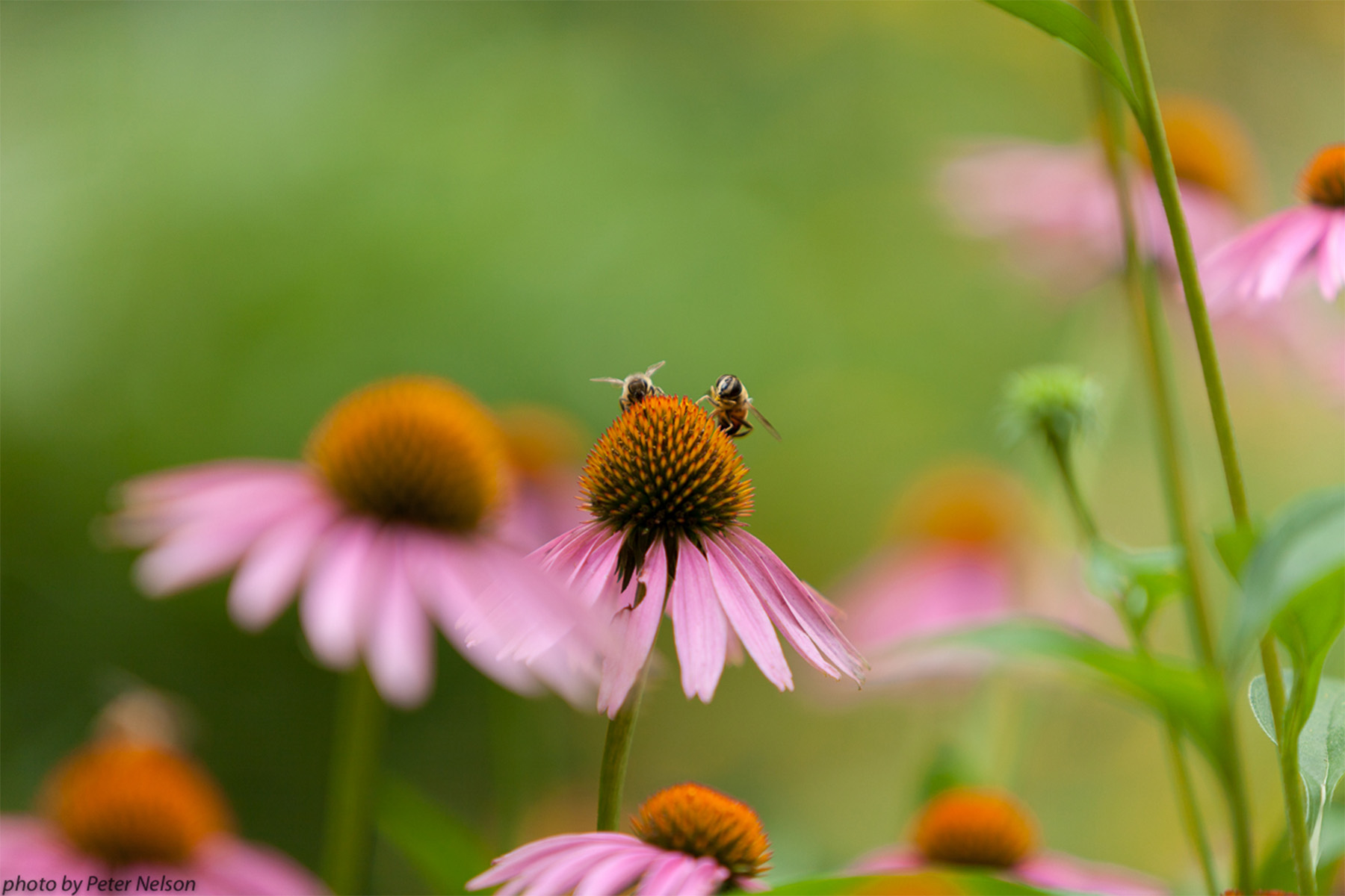 ThePollinators__0009_BeesFLowers2_IMG_1710.jpg