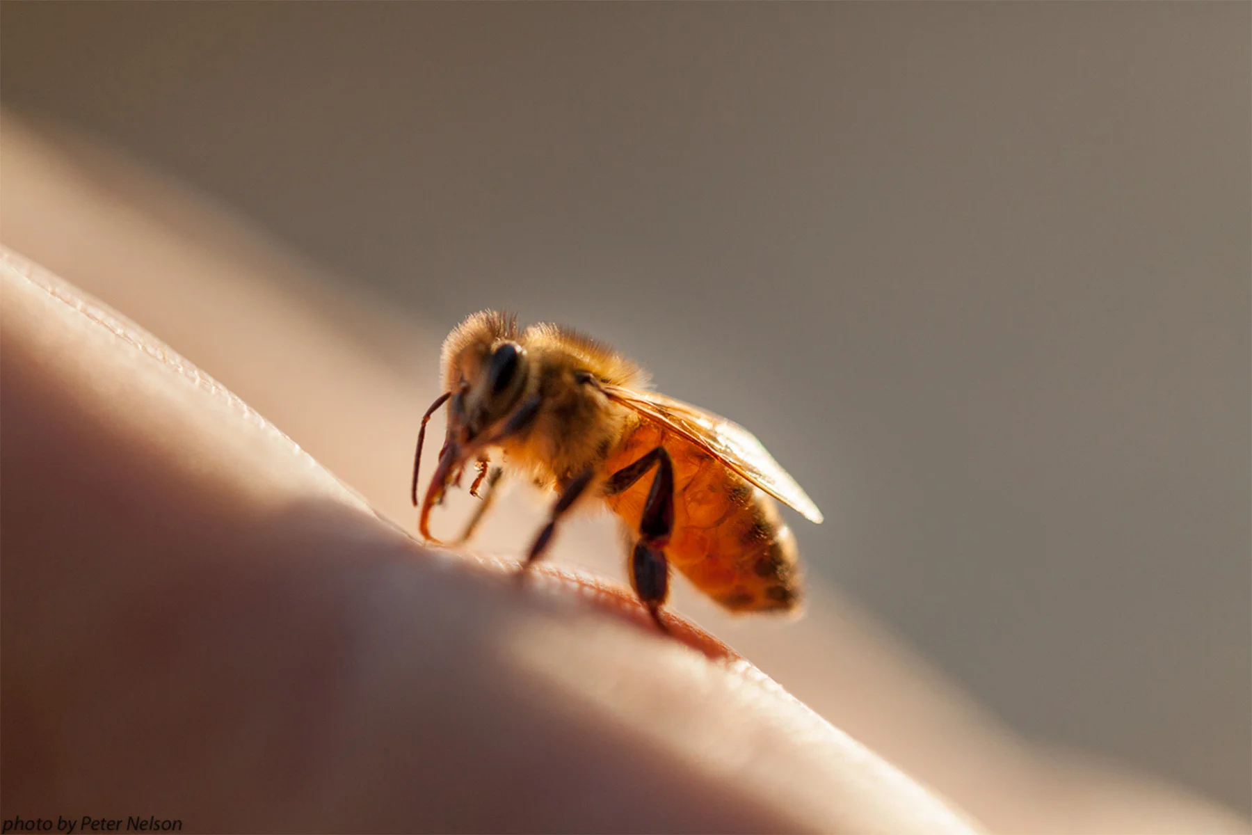 ThePollinators__0011_BeeCu2_IMG_5642.jpg