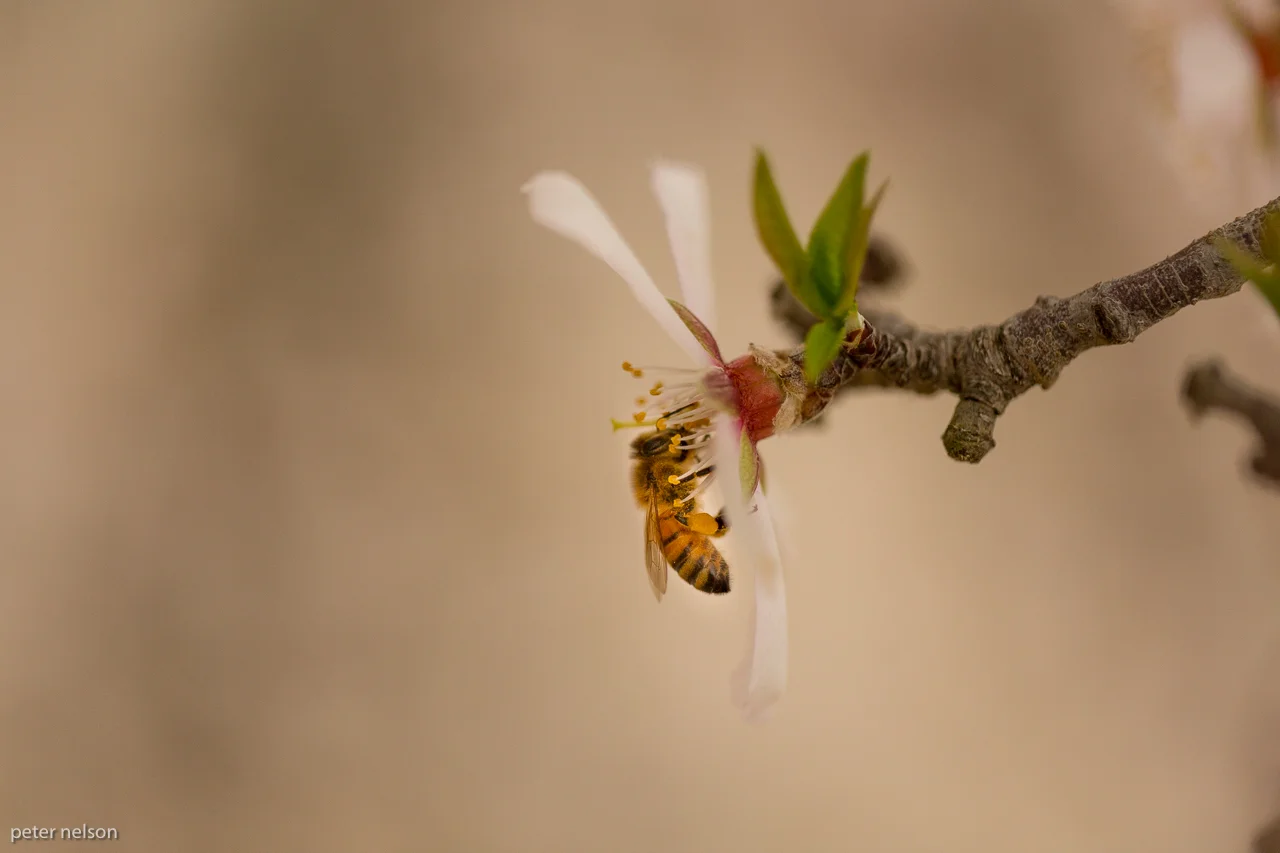 Bee_Almond_GI7A2666.jpg