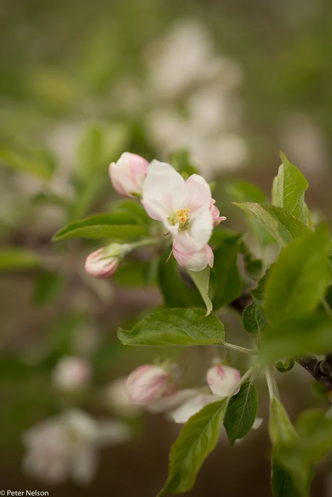 AppleOrchards_PA_3_GI7A2291.jpg