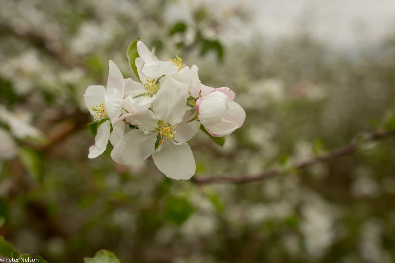 AppleOrchards_PA_2_GI7A2238.jpg