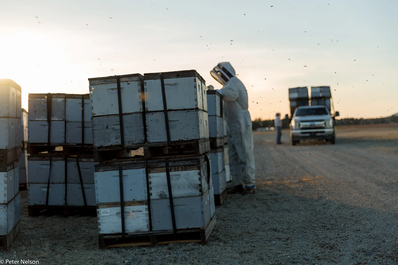 Bees_Blueberries_4_GI7A2487.jpg