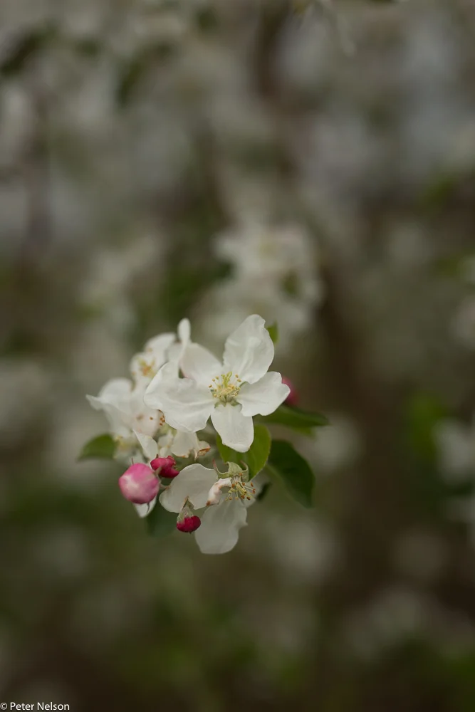 AppleOrchards_PA_7_GI7A2338.jpg