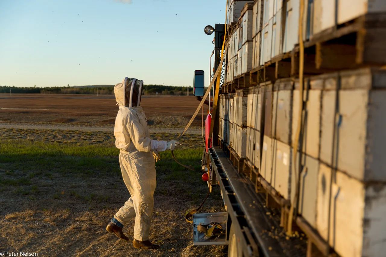 Bees_Blueberries_3_GI7A2468.jpg