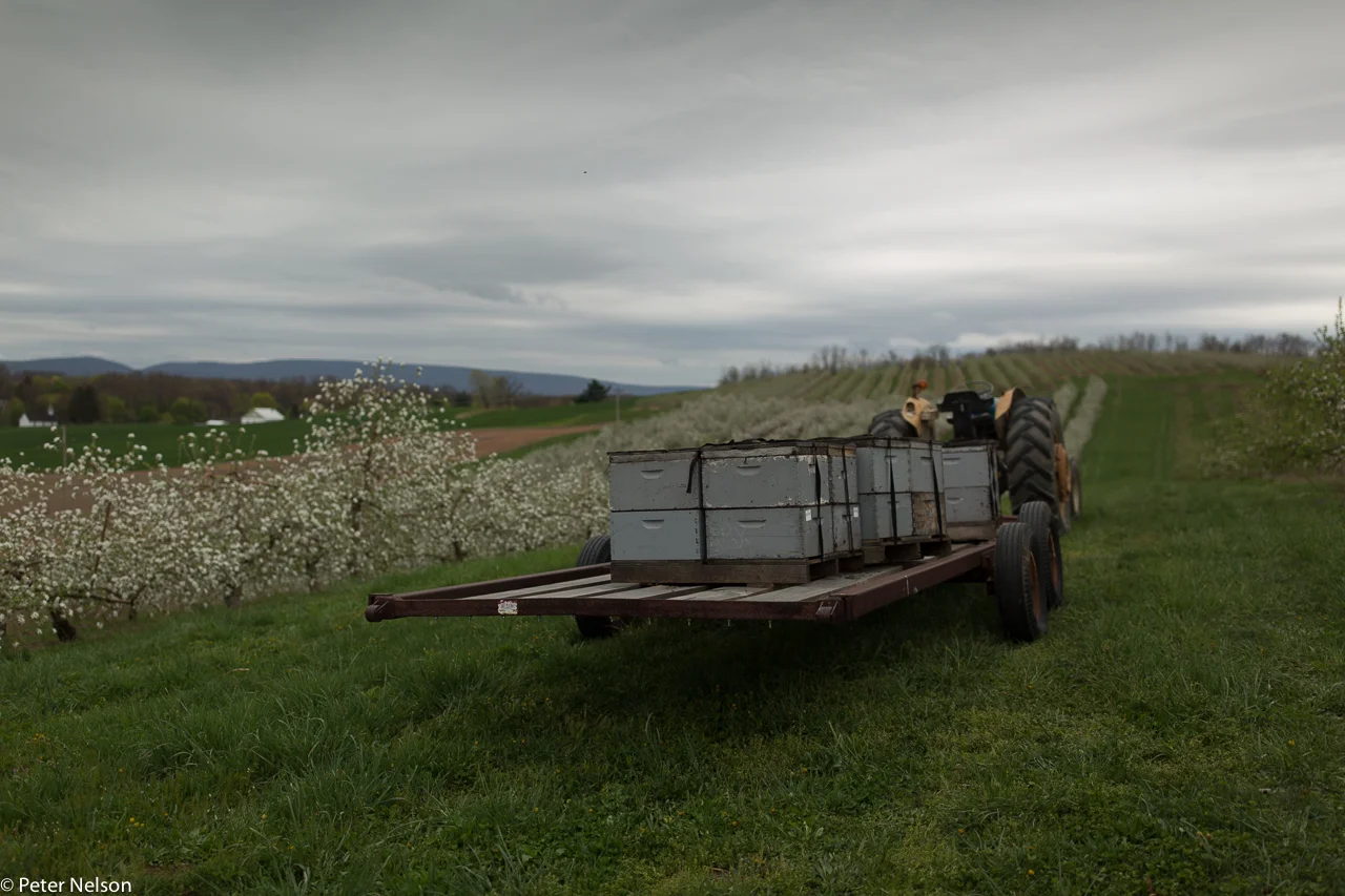 AppleOrchards_PA_5_GI7A2311.jpg