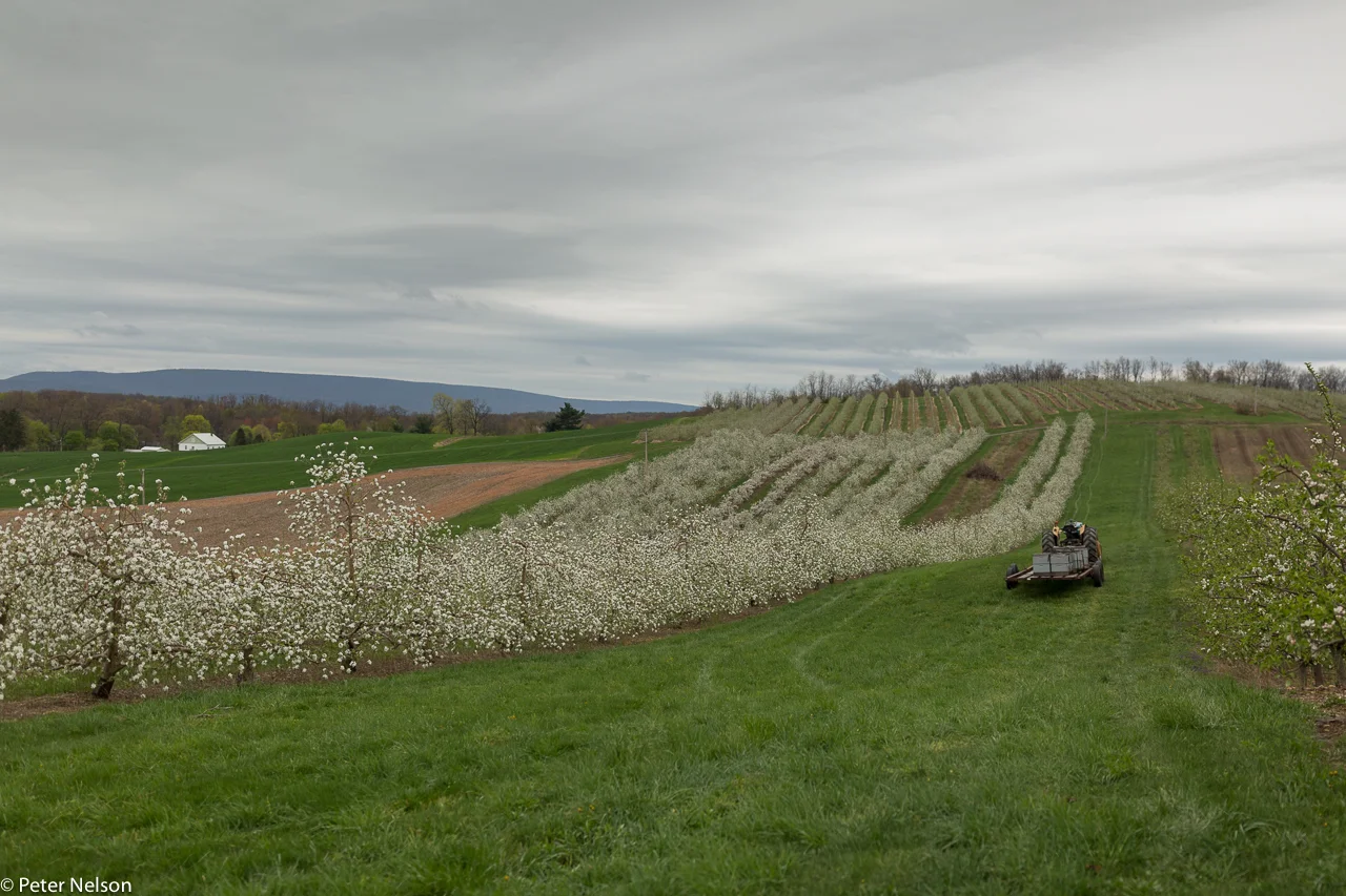 AppleOrchards_PA_4_GI7A2301.jpg
